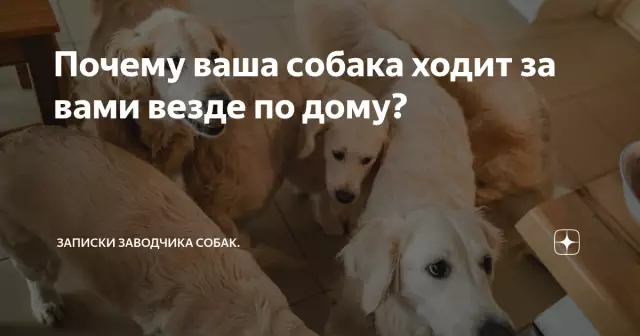 Женская собака преследует разбойника - что сделала бы ваша собака?
