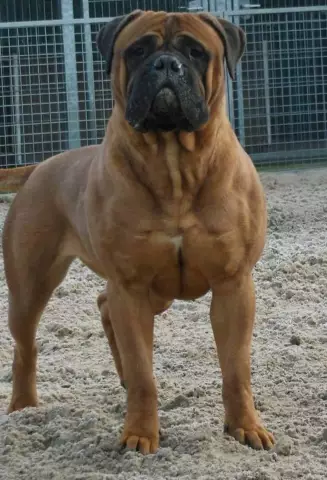 Bull Mastiff ест Brie Wedge (No Biggie) и сырный нож (Biggie)