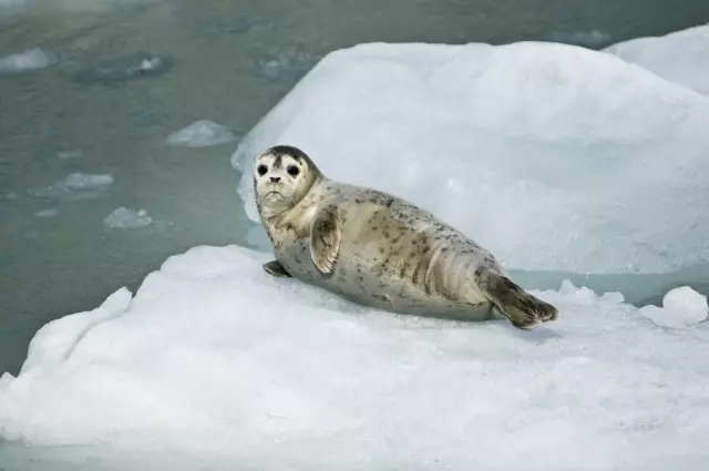 Собака, которая огорчилась в шкафу SEAL SEAL, принятая другом