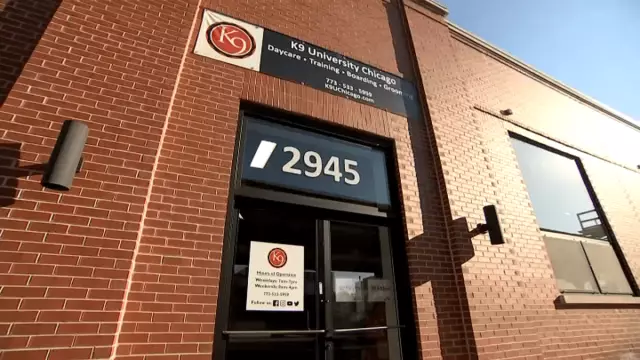 Chicago Chi Saved by CPR: Вы знаете Doggy CPR?