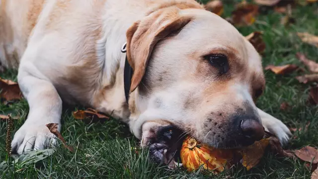 5 Удивительные продукты, которые ядовиты для собак