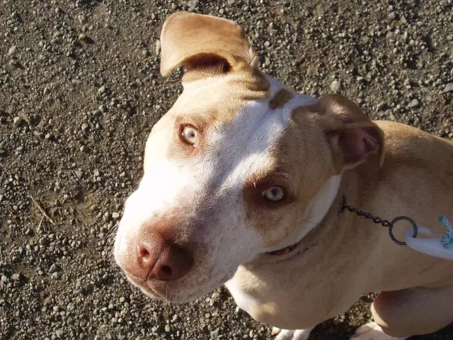 Pitbull Mix щенки оставили в корзине, чтобы умереть, нужно домой
