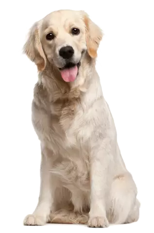 Просто собака. .Dog Blessings