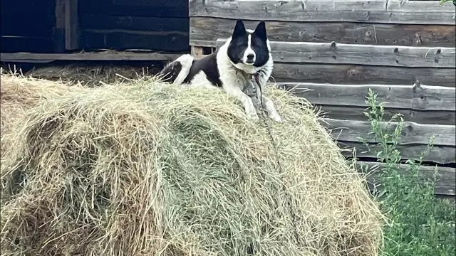 Родословная для собак
