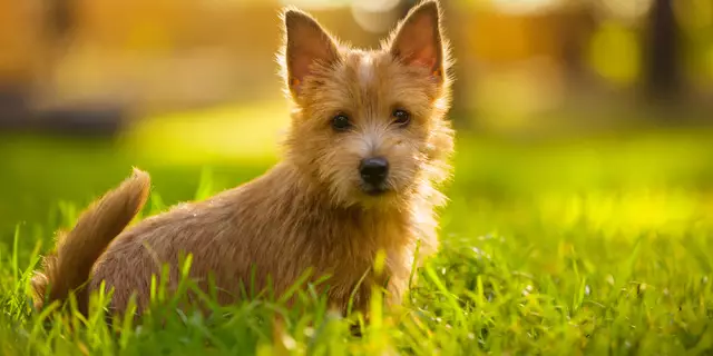 UK Kennel Club обеспокоен тем, что породы аборигенов снижают популярность