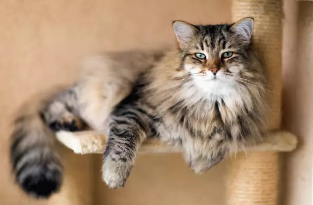 ASPCA предупреждает владельцев домашних животных о том, чтобы держать омелу вдали от собак и кошек