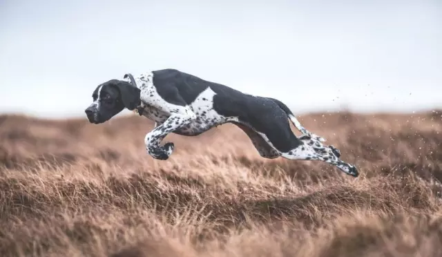 Orthodogs объявляет новый конкурс фотографий - комические собаки, собаки и друзья, щенки и многое другое