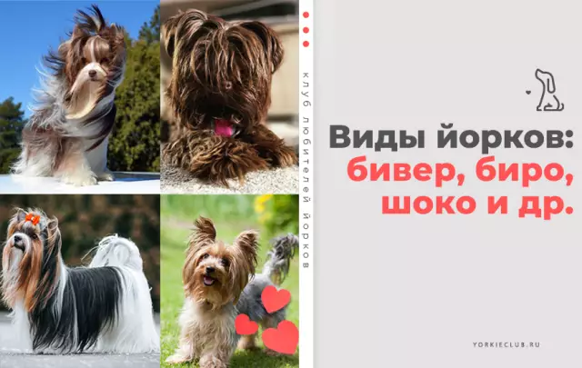 Празднование йоркширских терьеров с фактами о наследии Йорки