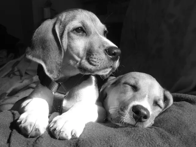 Новая Зеландия Beagles держат нос перед контрабандой