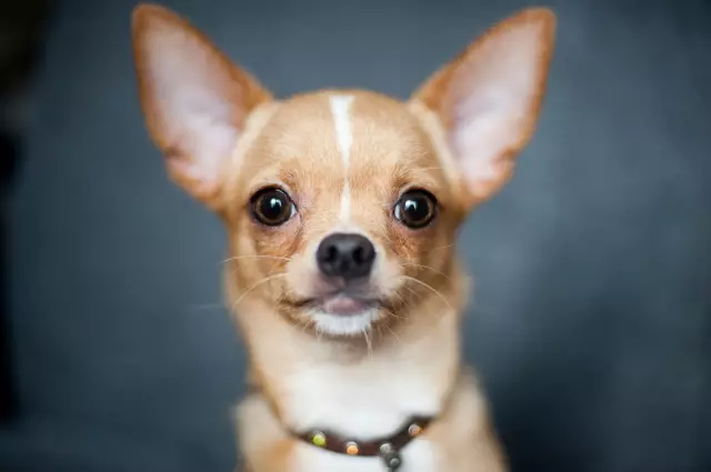 Встречайте Nubbles the Chihuahua: двухногий и полностью восхитительный