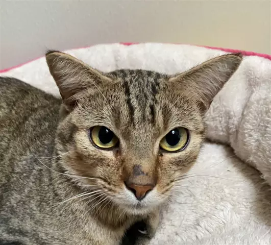 Tommy the Tabby спасает жизнь владельца