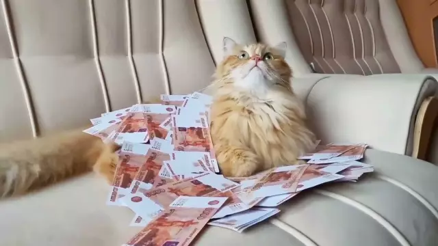 Встречайте спринклеры, спасательный кот, который весит 33 фунта