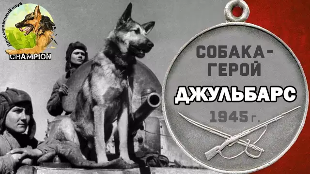 Герой Служебная собака кладет на кепку и платье, чтобы присоединиться к выпускнику в свой большой день в У. Иллинойса
