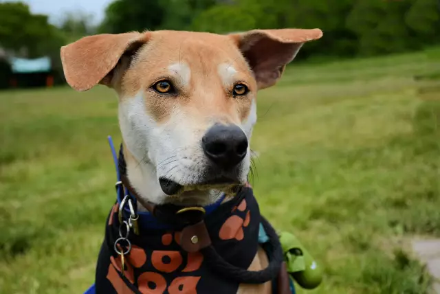 Soi Dog Partners с вьетнамскими знаменитостями, чтобы остановить торговлю мясом собак