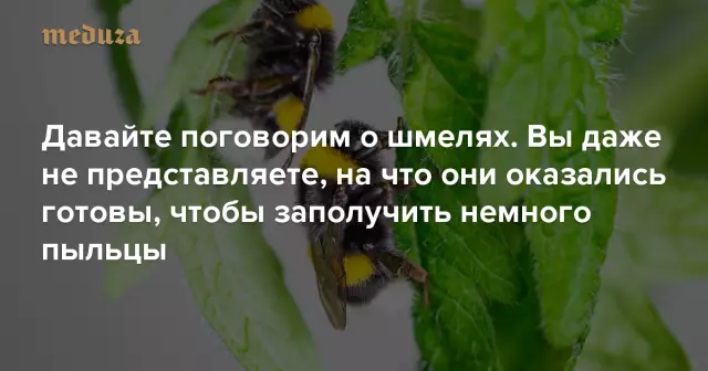 Давайте поговорим: вы вакцинируете свою собаку против гриппа собак?