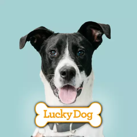 Starter Dogs Star в новой выставке CBS «Lucky Dog»