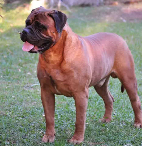 Bullmastiff Finks на его французском другом в этом восхитительном вирусном видео