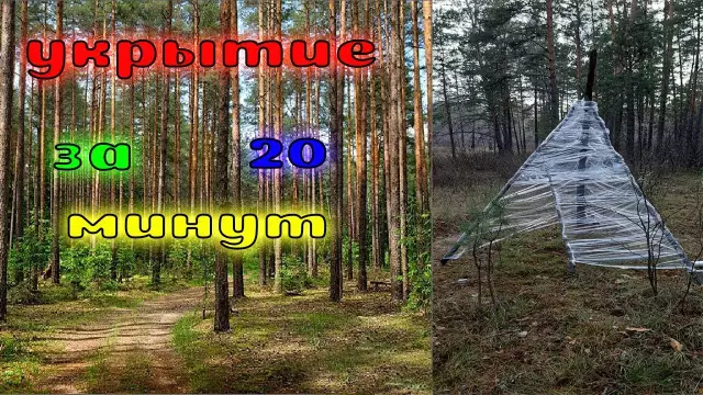 Укрытие в Грузии убило 64 собак за 1 неделю, и люди спрашивают, почему