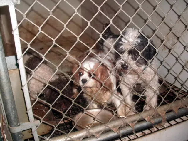 Исследование: Puppy Mills продают тысячи собак онлайн