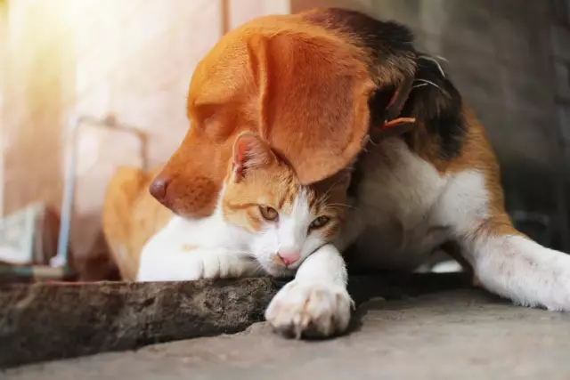 В Гумбольдте, собаки становятся больными от употребления марихуаны