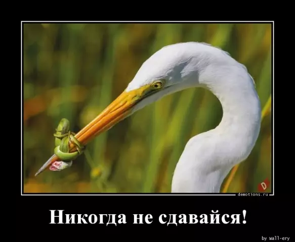Урок из команды военных собак: никогда не сдавайся