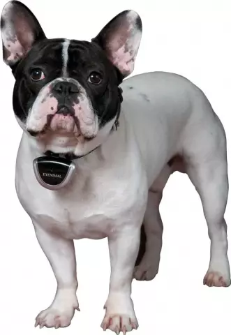 Выиграйте Awesome Eyenimal Collar Camera