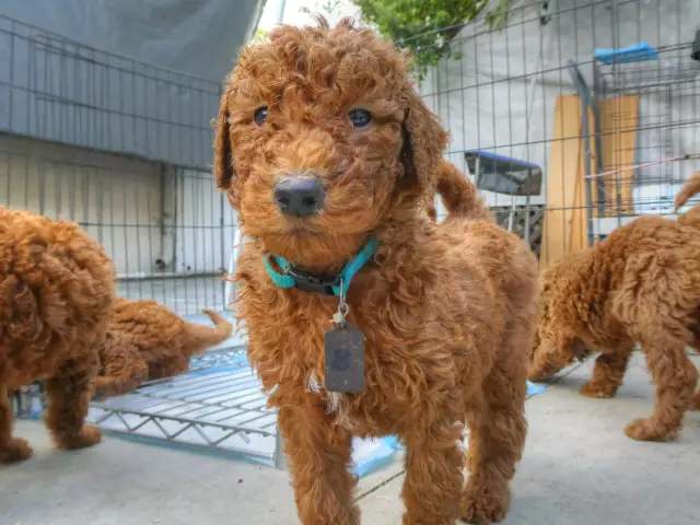 Собаки делают это лучше: Щенки Goldendoodle приносят радость песчаным выжившим крючкам