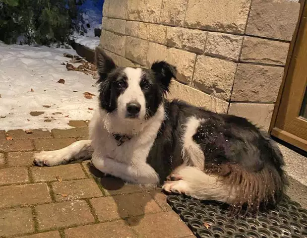 После четырех долгих лет, Cassey the Collie приходит домой