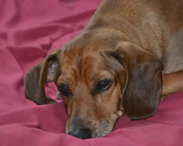 В понедельник начинается битва за Obie the Doxie