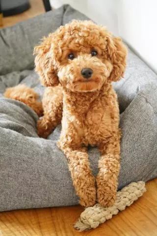 Маппет пудель сломал ей ногу в падении - и это спасло ее