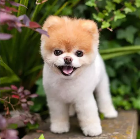 Интервью Boo, The World's Cutest Pom