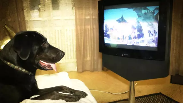 ТВ для собак - это сейчас: DirecTV приносит нам DOGTV