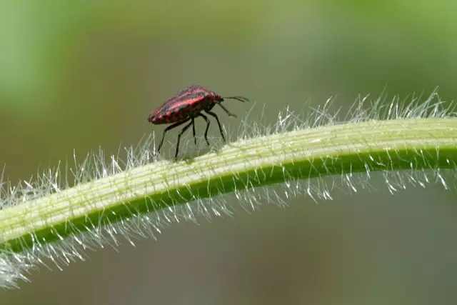 Йоу! Не в порядке: тату-художник-татуировка живота его собаки