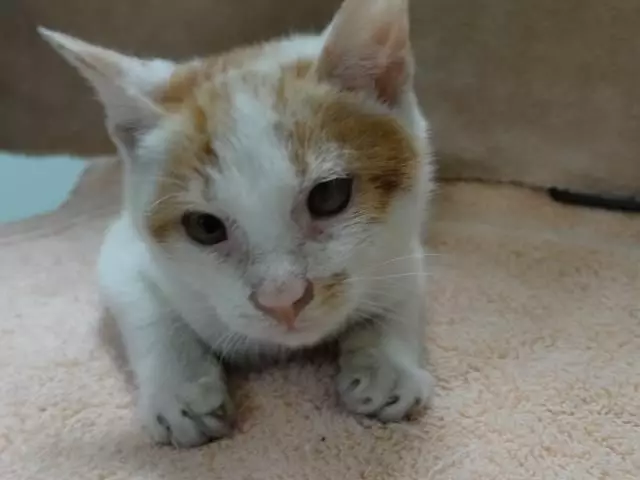 Ni Hao the Ocean Stowaway Cat наконец отправляется домой