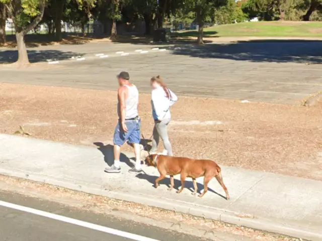 Собака, обнаруженная на экране Google Street View, становится «Foster Fail»