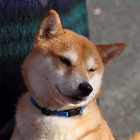 Globetrotting Shiba Inu Nabs Последняя награда VPI Hambone Award