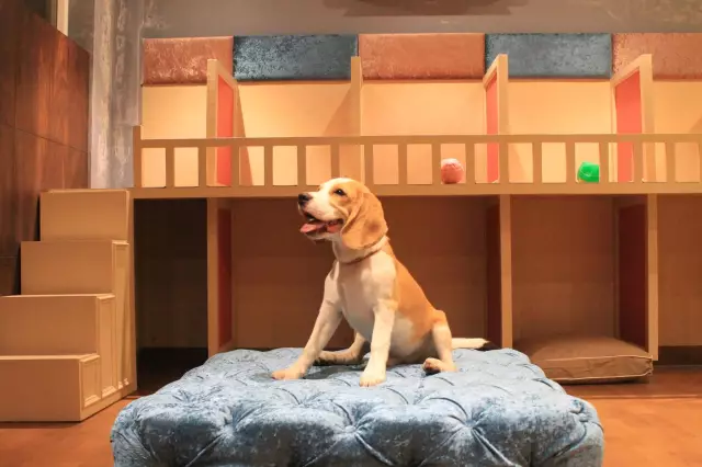 Haute Hound: Внутри отеля Swanky New Pet