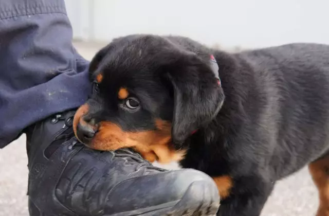 Полиция Pup Даримая