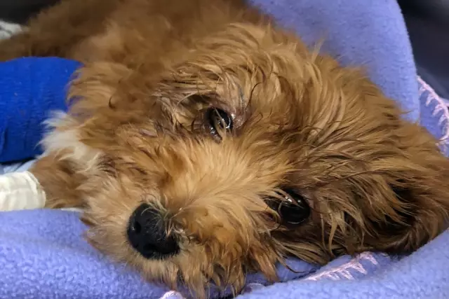 Пара дает собакам SPCA, теперь хочет вернуть их обратно