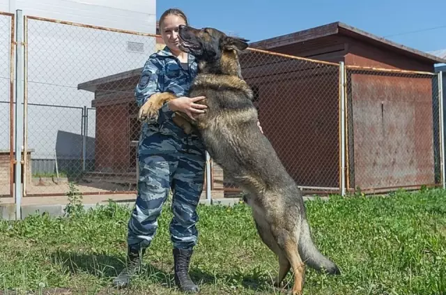 Саксонская британская полицейская собака спасла