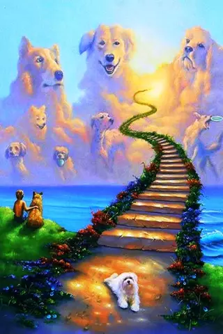 Советы по работе с потерями домашних животных от собак Rainbow Bridge