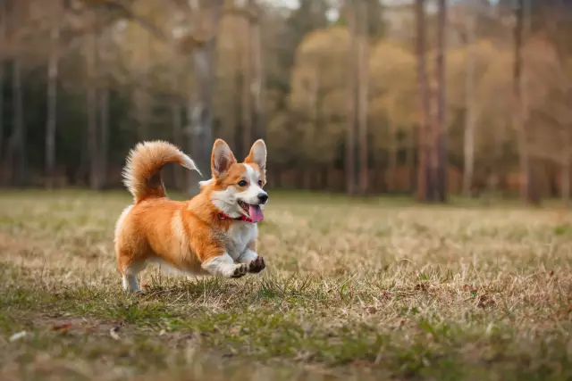 Corgi Graces Pet Poetry Group с движущейся стихотворением