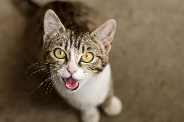 Cat Rap перемещается от голоса к видео с помощью «All Meow Life»