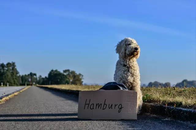 Runaway Dog закрывает движение Rush-Hour на Юта-Парквей