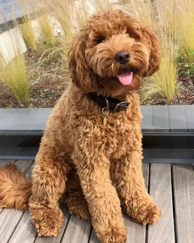 Вид, которого мы любим: снежный ромп Goldendoodle выходит вирусным во время битвы в Бостоне