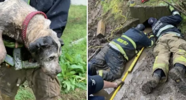 Ruff Rescue: Firefighters Сохранить собаку из ледяных вод