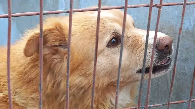 Vet Tech, который захлопнул собаку против стены, получил увольнение - и обвинения в лице