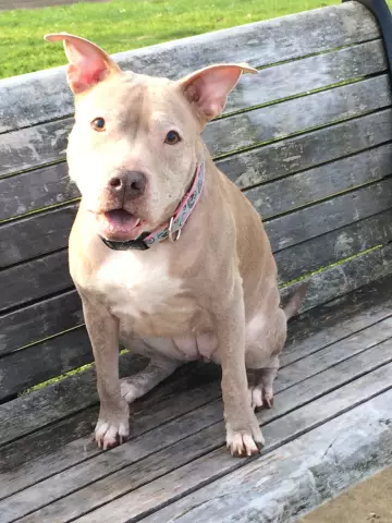 Больше доказательств того, что Pitties являются нянькой собаками: Pit Bull защищает малыша, потерянного в лесу