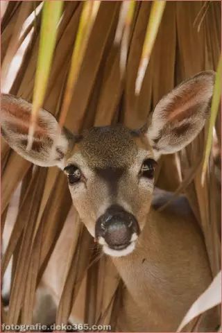 Победитель конкурса «Ангел-щенок Урн»