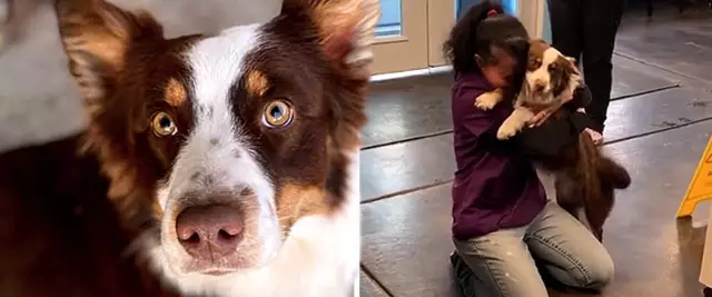 Наконец, счастливое завершение на Iditarod: потерянная собака найдена через 7 дней